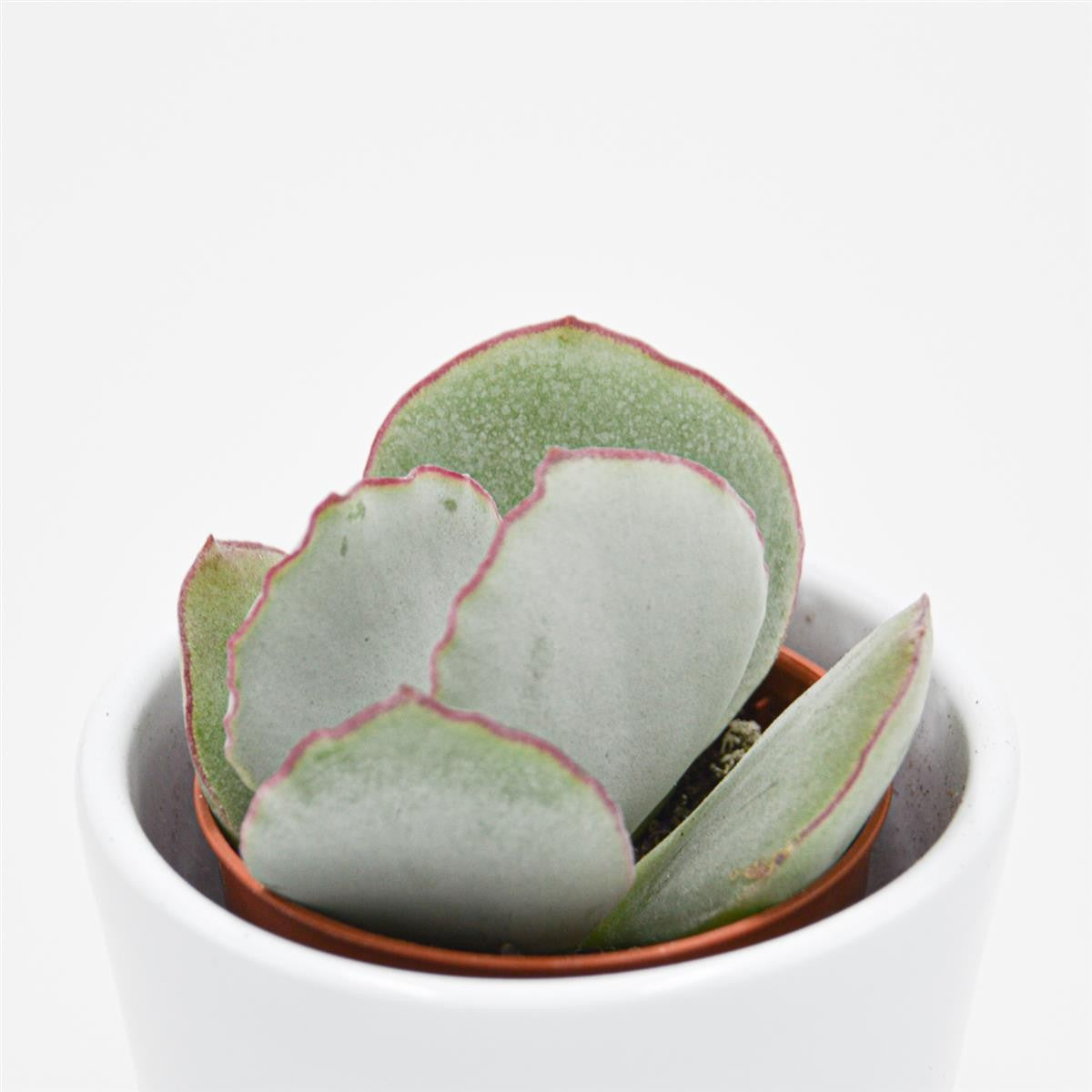 Cotyledon ssp. - 5.5cm