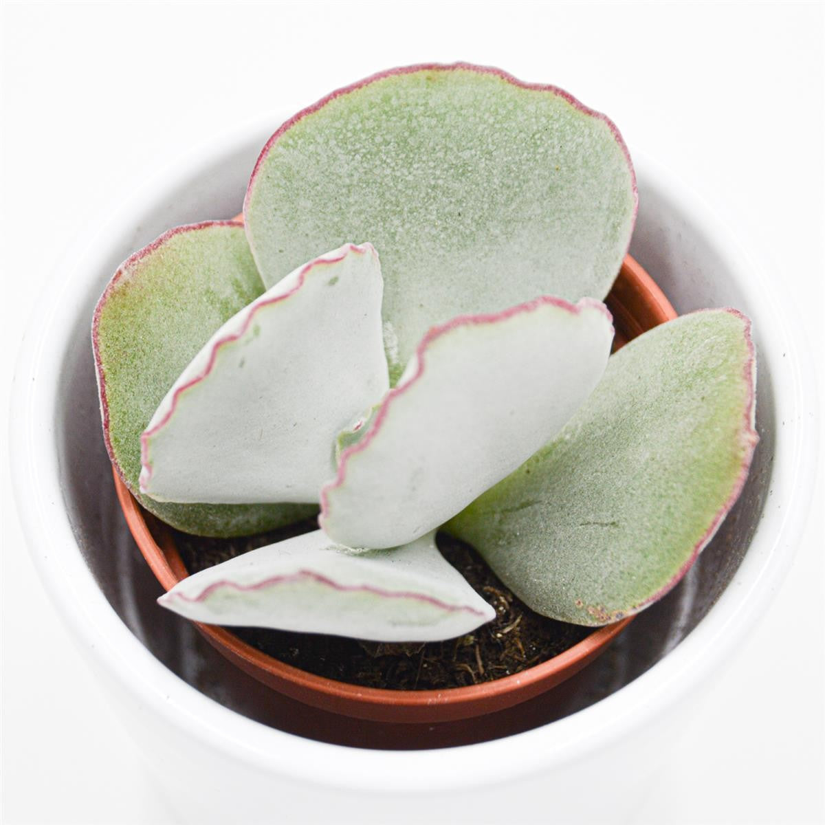 Cotyledon ssp. - 5.5cm