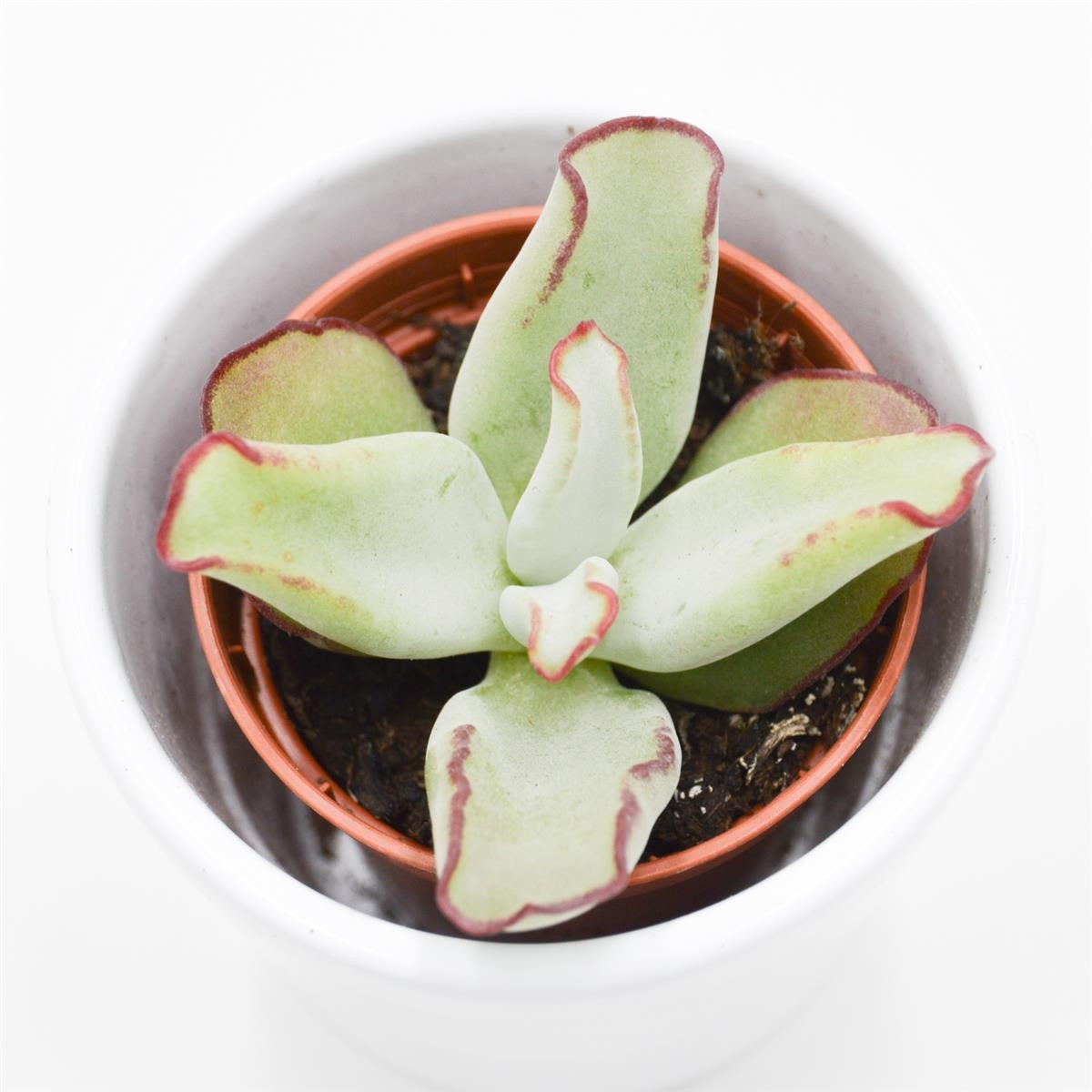 Cotyledon ssp. - 5.5cm