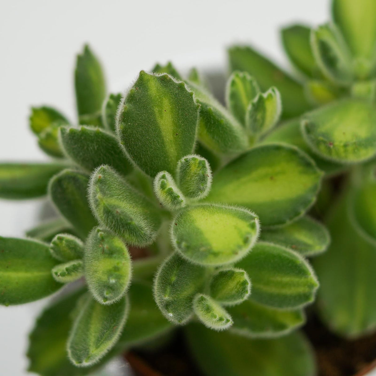 Cotyledon tomentosa Lemon Stripe - 8.5cm