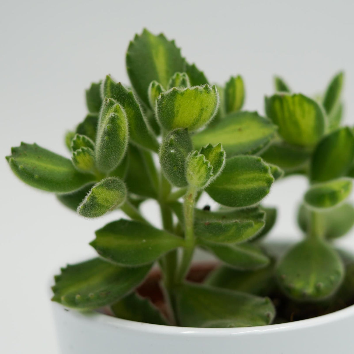 Cotyledon tomentosa Lemon Stripe - 8.5cm