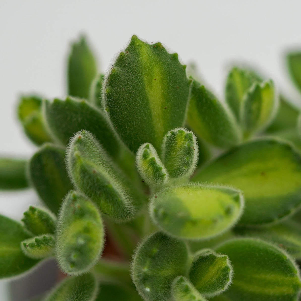 Cotyledon tomentosa Lemon Stripe - 8.5cm