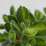 Cotyledon tomentosa Lemon Stripe - 8.5cm