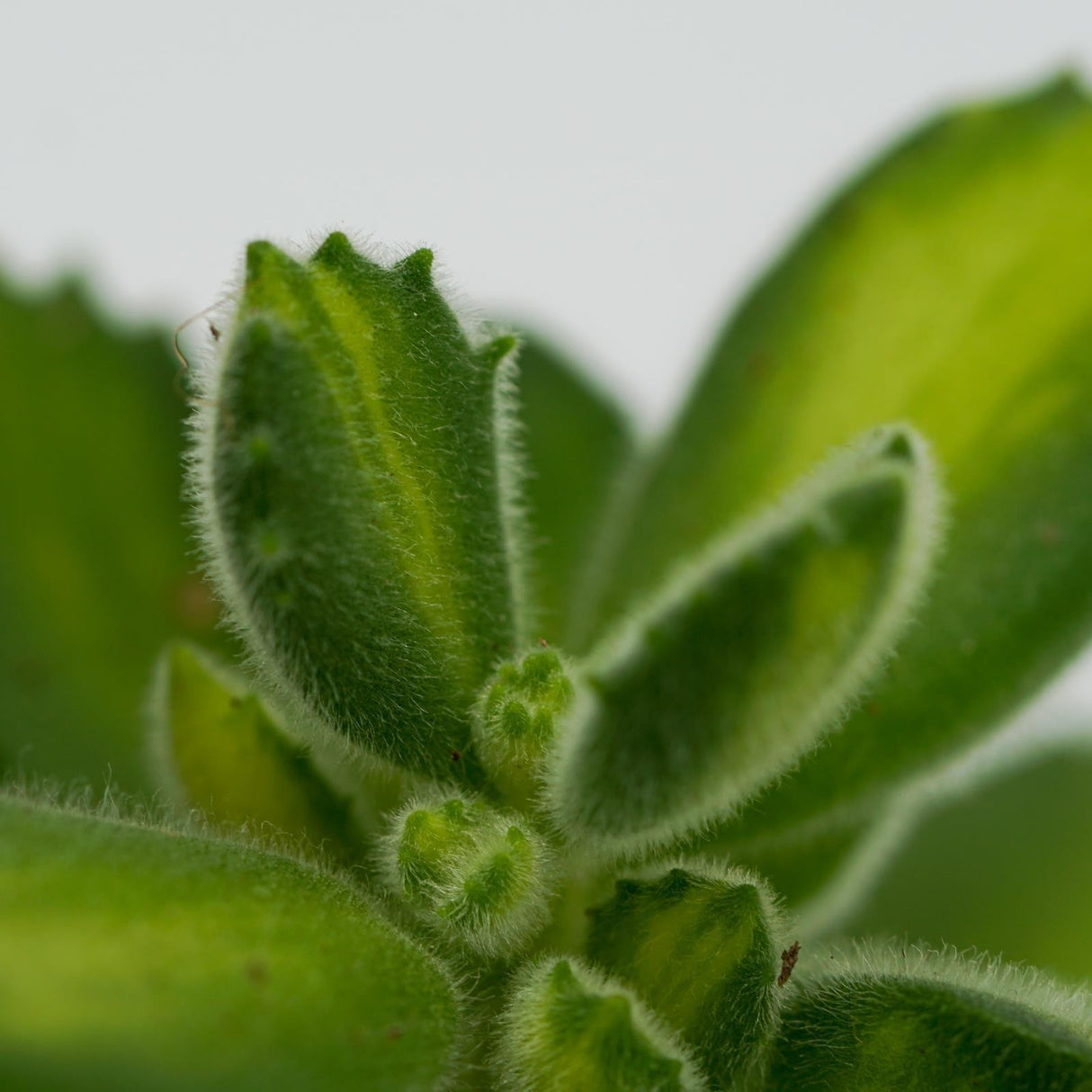 Cotyledon tomentosa Lemon Stripe - 8.5cm