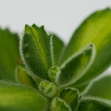Cotyledon tomentosa Lemon Stripe - 8.5cm