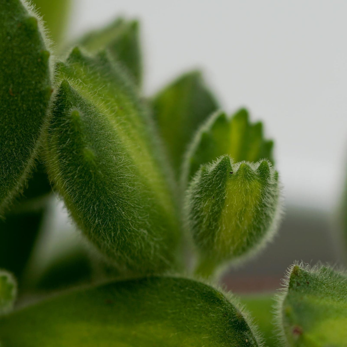 Cotyledon tomentosa Lemon Stripe - 8.5cm