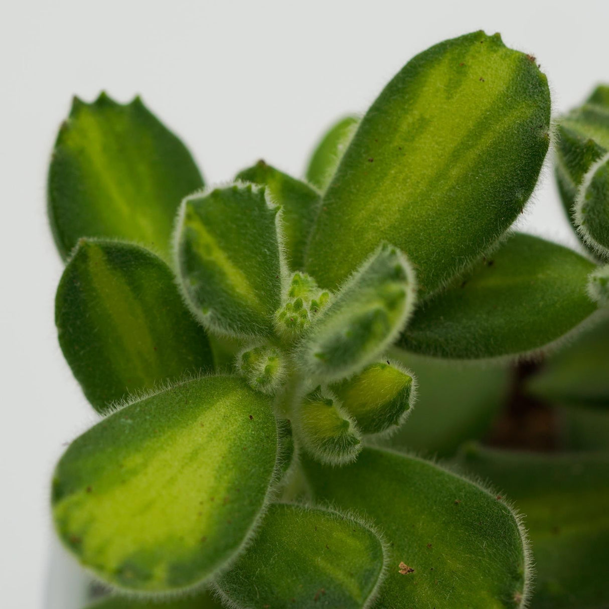 Cotyledon tomentosa Lemon Stripe - 8.5cm