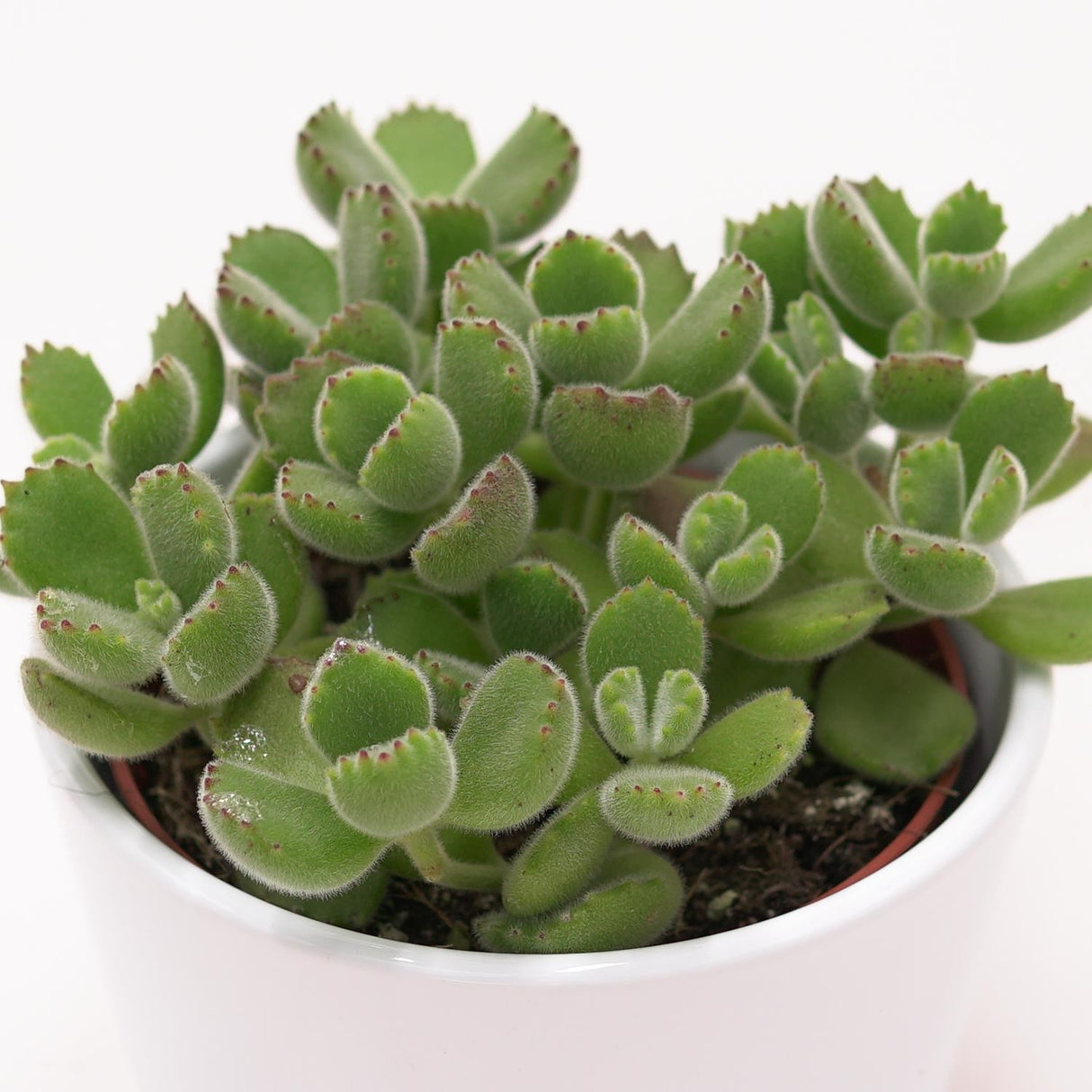Cotyledon tomentosa - 8.5cm