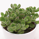 Cotyledon tomentosa - 8.5cm