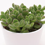 Cotyledon tomentosa - 8.5cm