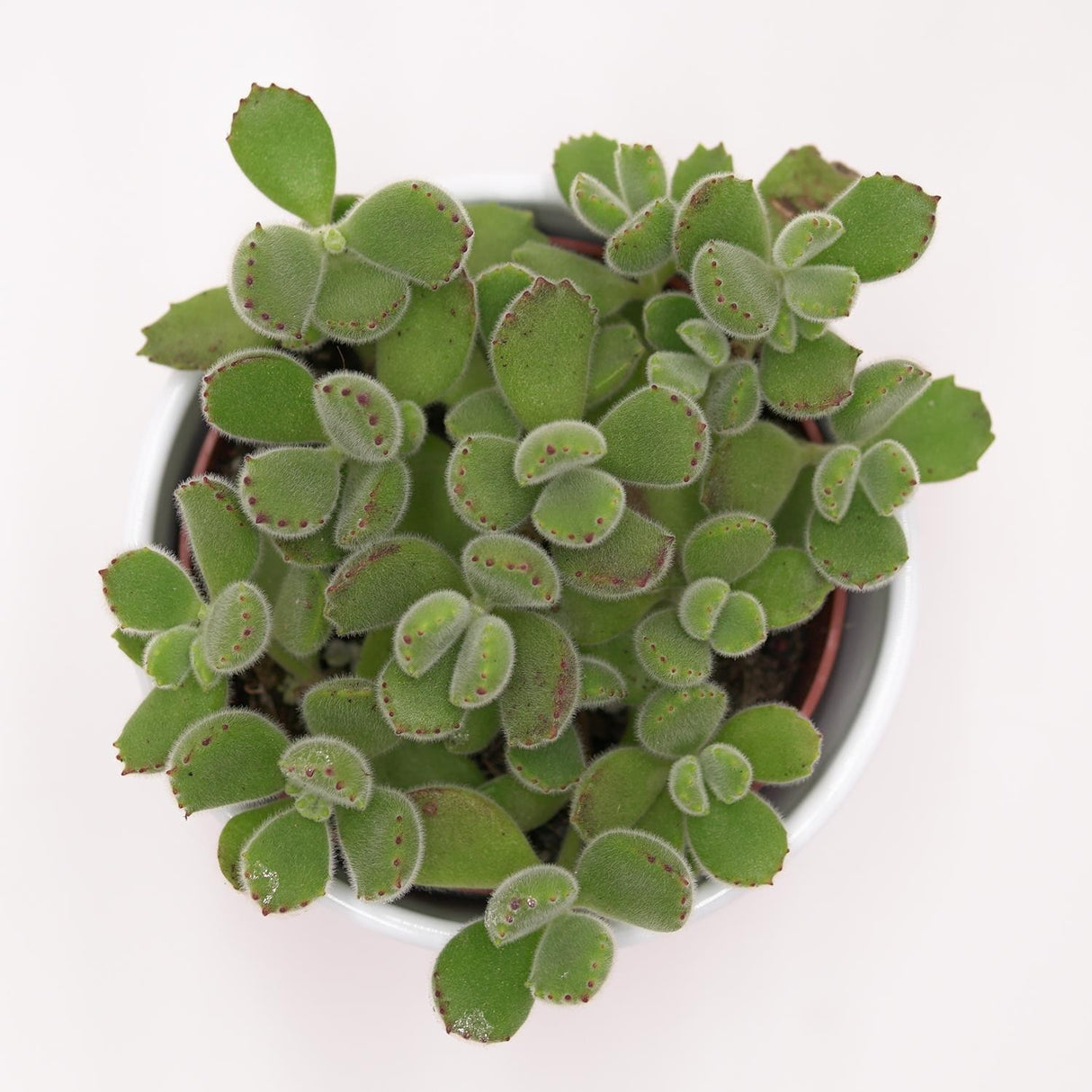 Cotyledon tomentosa - 8.5cm