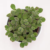 Cotyledon tomentosa - 8.5cm