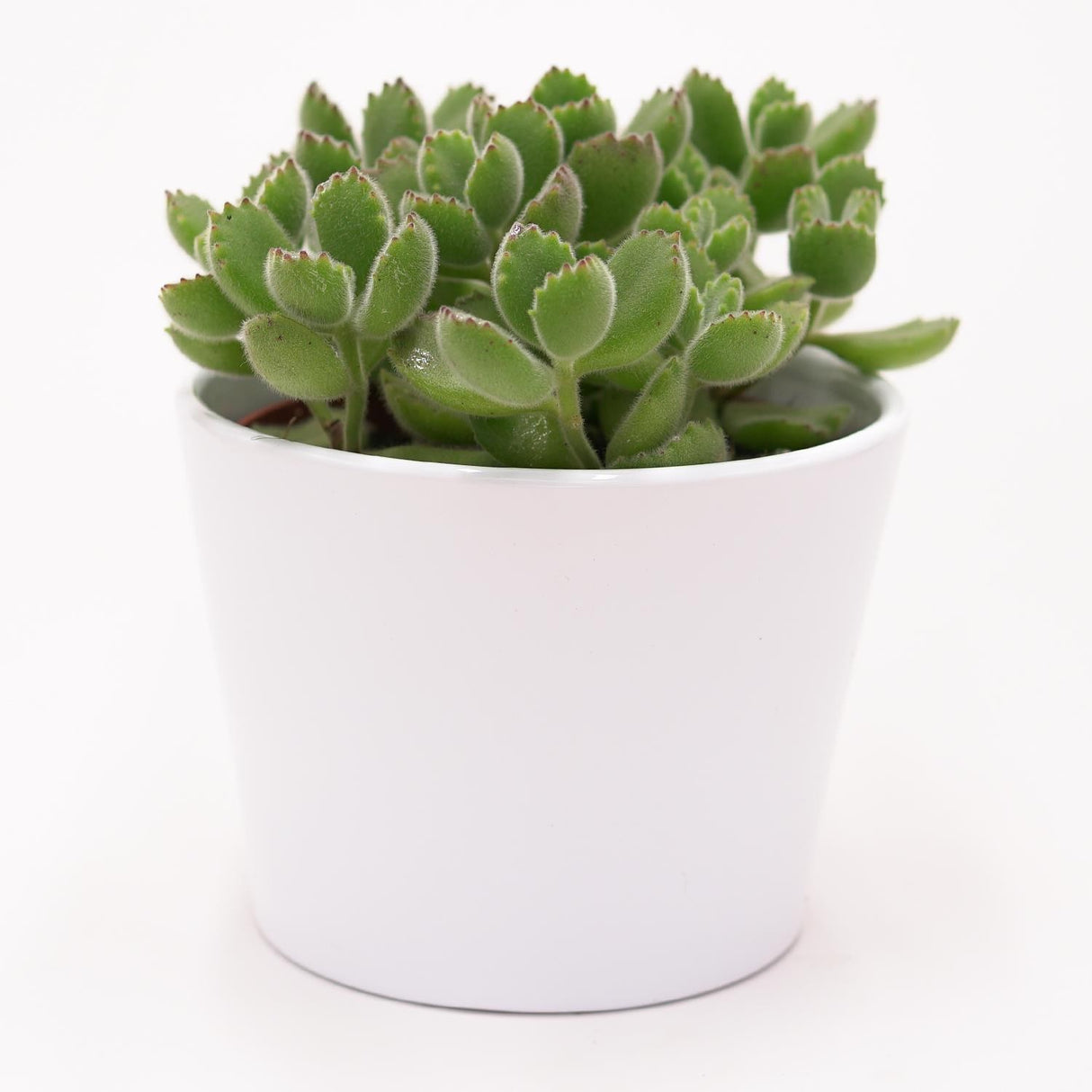 Cotyledon tomentosa - 8.5cm