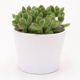 Cotyledon tomentosa - 8.5cm