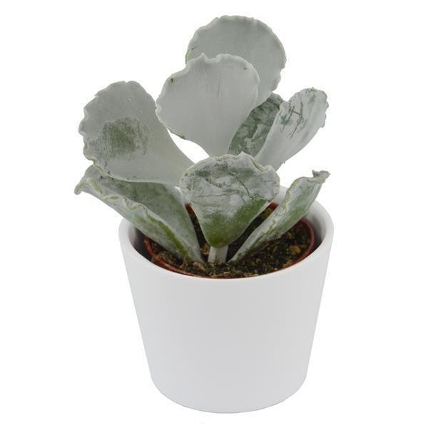 Cotyledon undulata - 6cm