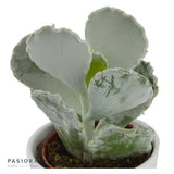 Succulent Selection, 20 pieces