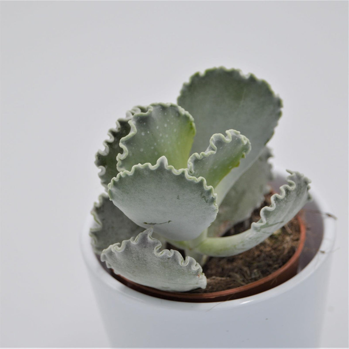Cotyledon undulata - 8.5cm