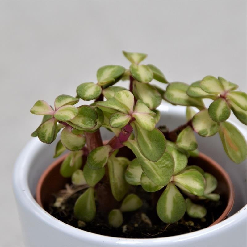 Portulacaria afra mediopicta - 5.5cm