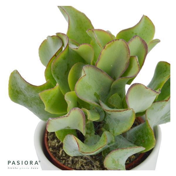 Ciao Crassula, 3 pieces