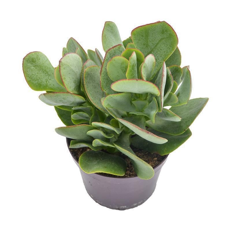Crassula arborescens - 12cm