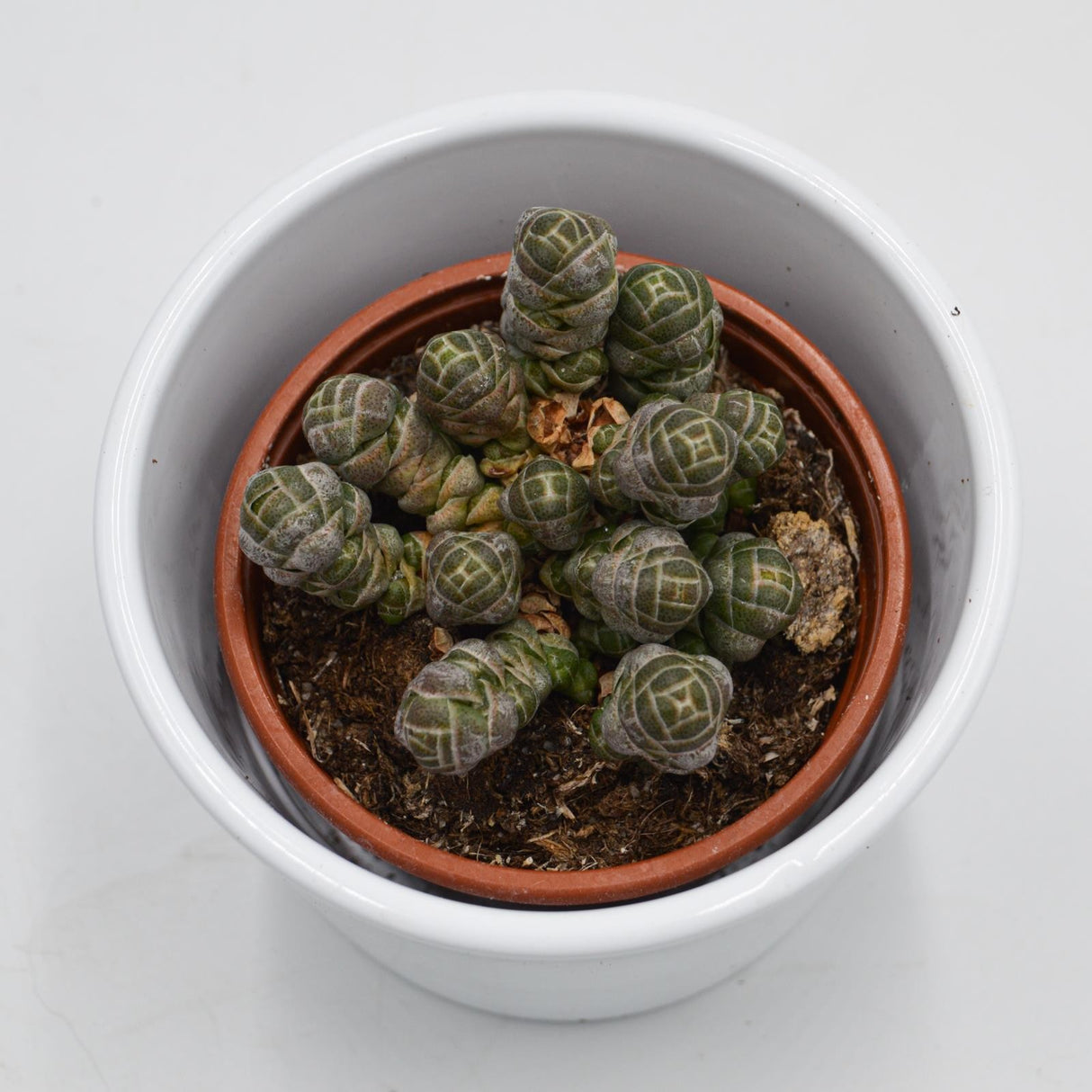 Crassula barklyi - 8.5cm