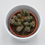 Crassula barklyi - 8.5cm