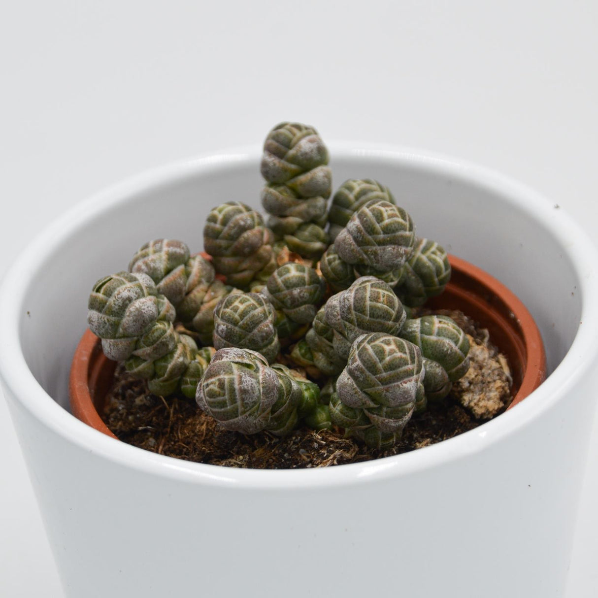 Crassula barklyi - 8,5cm