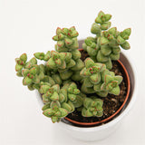 Crassula brevifolia - 8,5cm