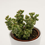 Crassula brevifolia - 8,5cm