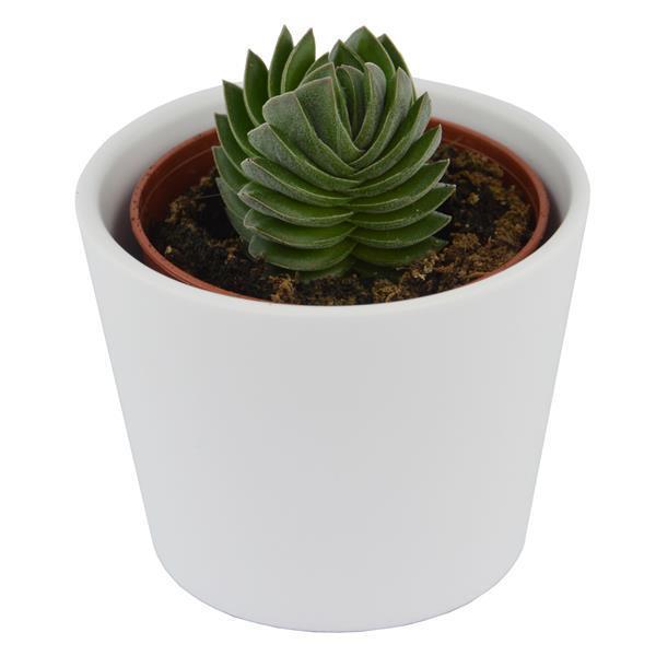 Bye Crassula, 5 pieces