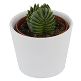 Bye Crassula, 5 pieces