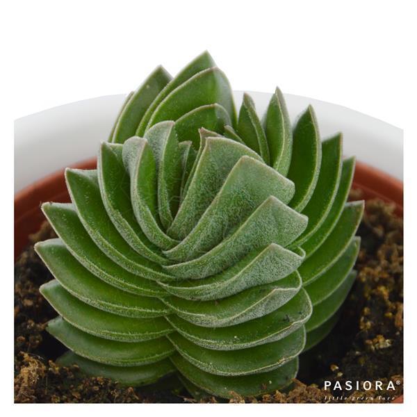Succulent Selection, 3 pieces