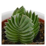 Succulent Selection, 3 pieces