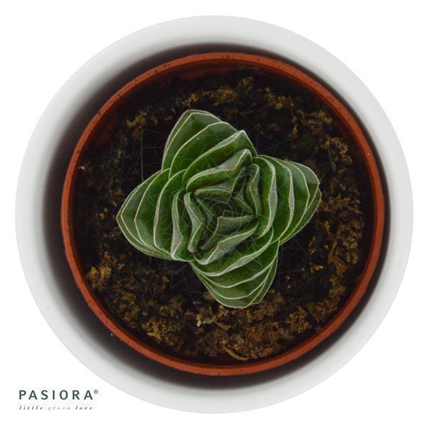 Crassula Buddha's Temple - 6cm