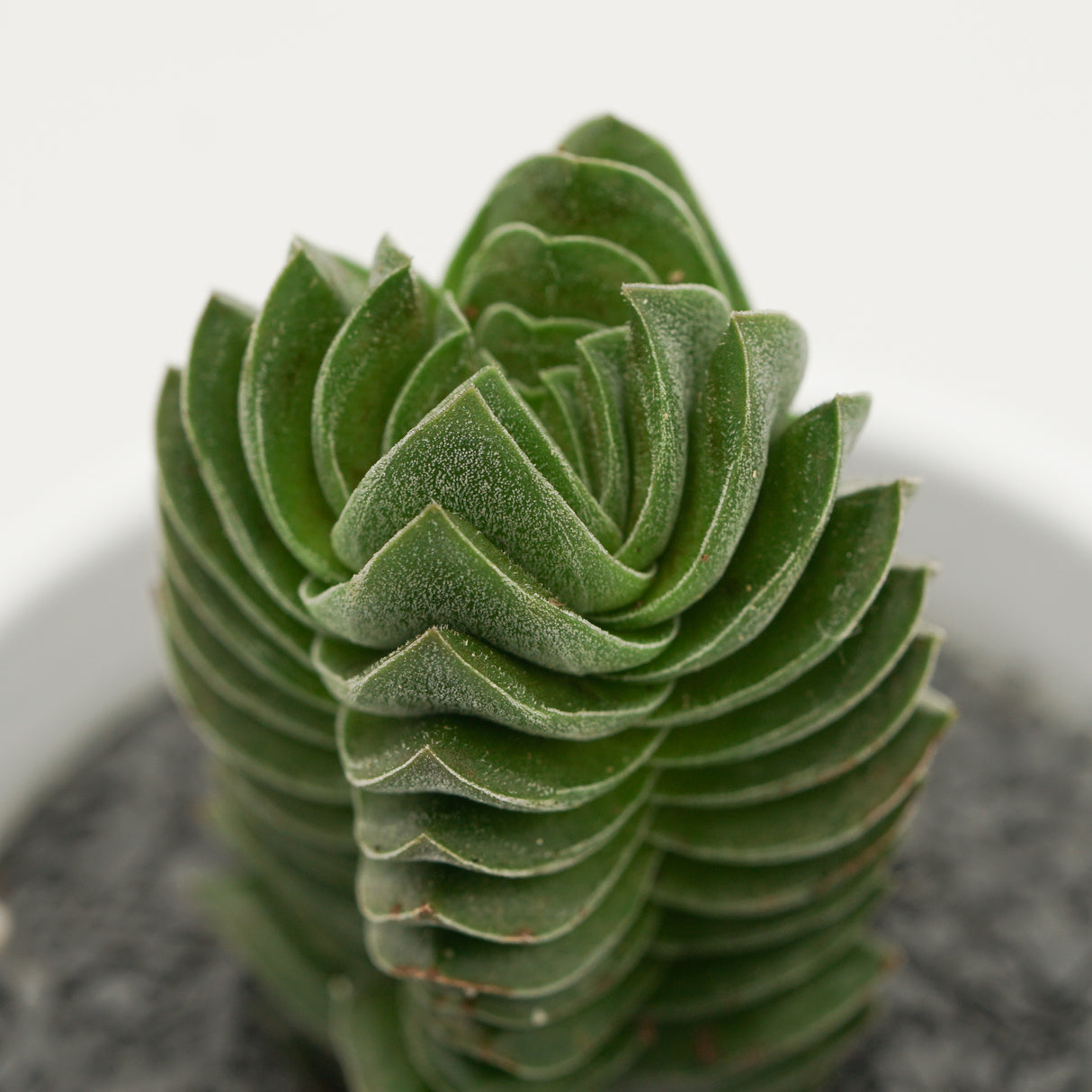 Crassula Buddha's Temple - 6cm
