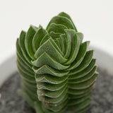 Crassula Buddha's Temple - 6cm
