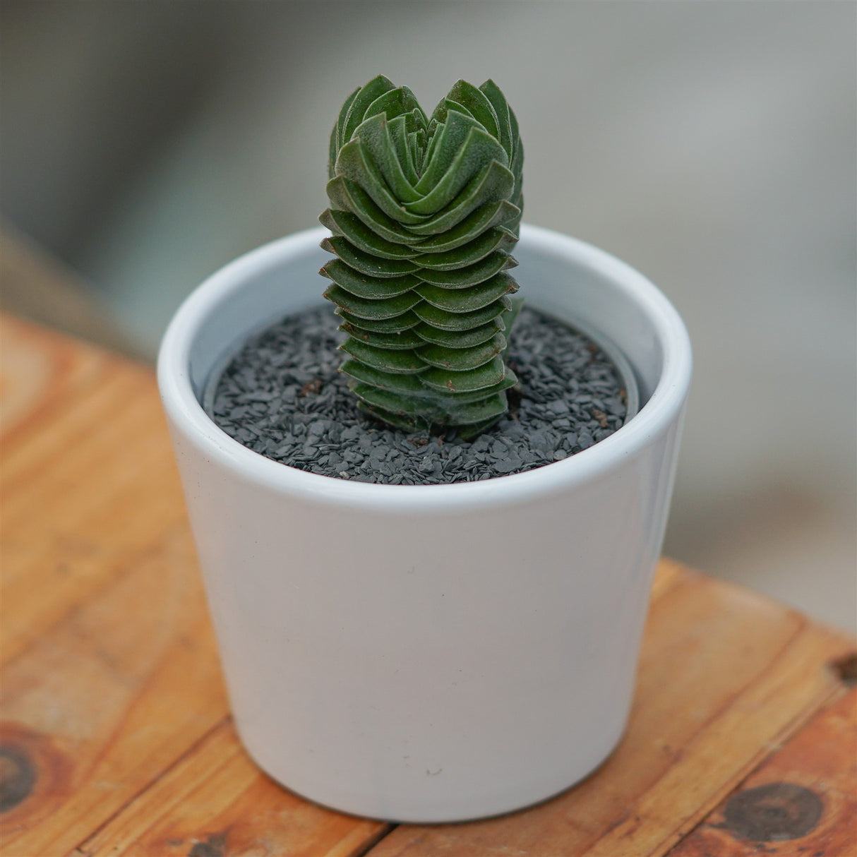 Crassula Buddha's Temple - 6cm