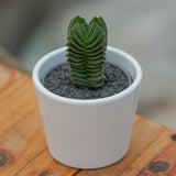 Crassula Buddha's Temple - 6cm