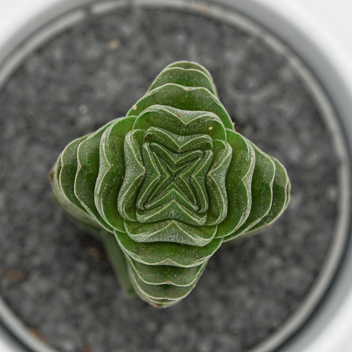 Crassula Buddha's Temple - 6cm