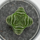 Crassula Buddha's Temple - 6cm