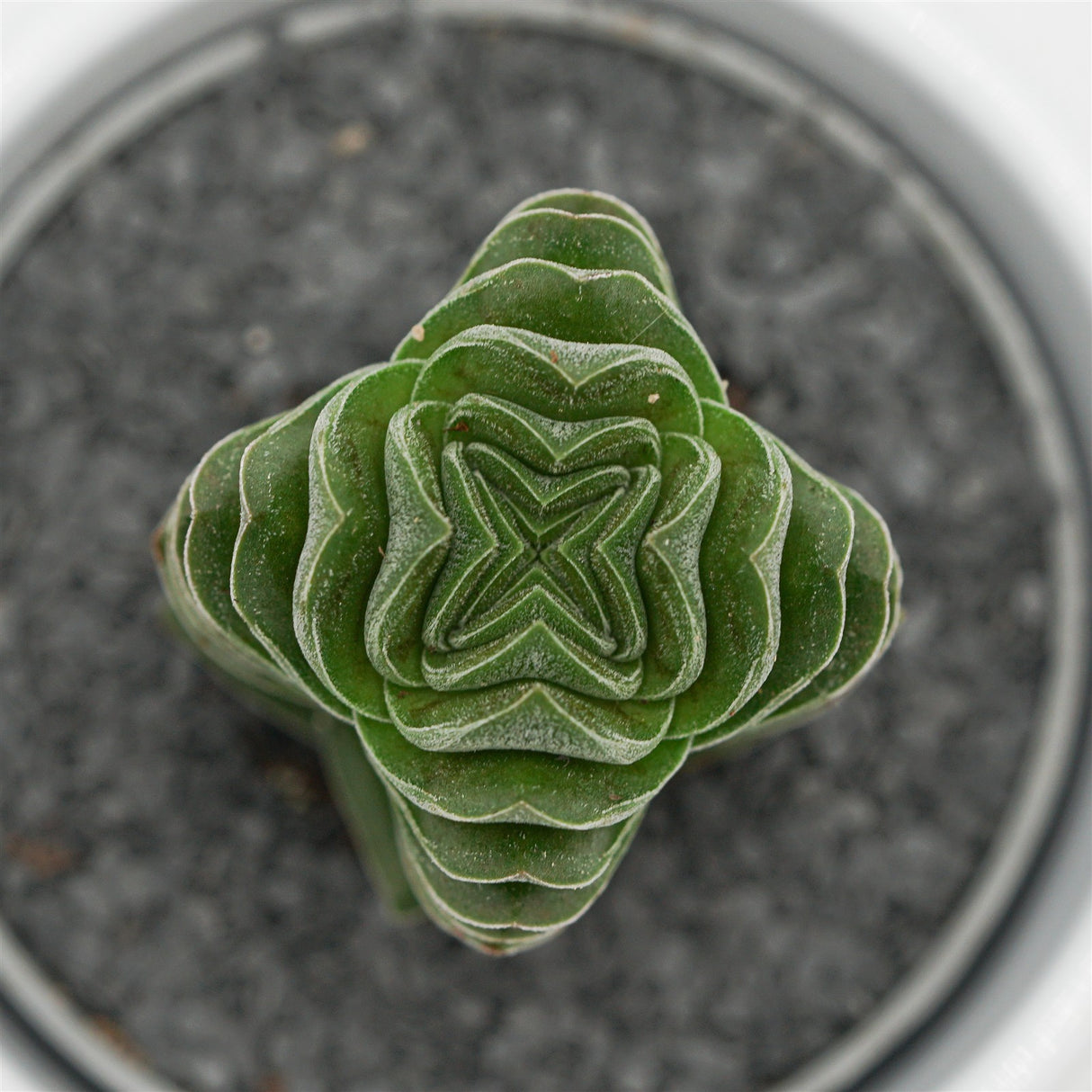 Crassula Buddha's Temple - 6cm