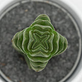 Crassula Buddha's Temple - 6cm