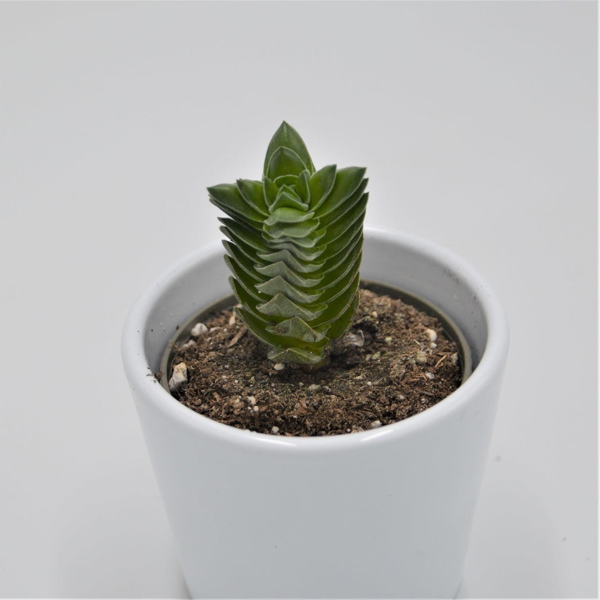 Crassula Buddha's Temple - 6cm