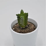 Crassula Buddha's Temple - 6cm