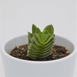Crassula Buddha's Temple - 6cm
