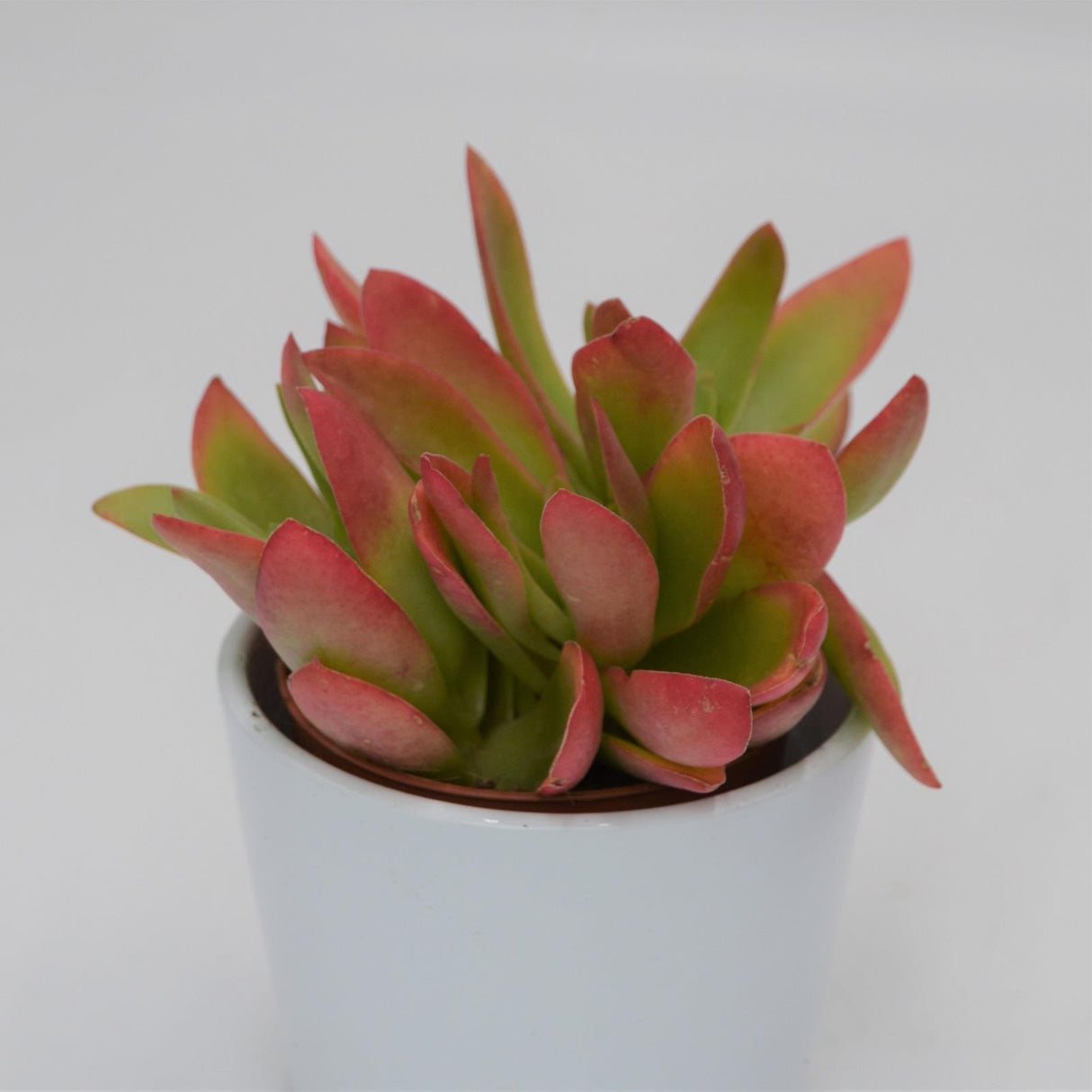Crassula capitella Campfire - 8.5cm