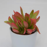 Crassula capitella Campfire - 8.5cm