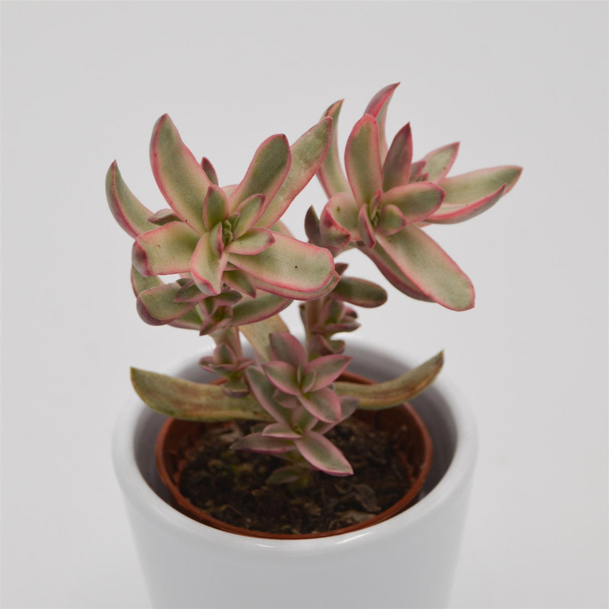 Crassula Candy Cane - 5.5cm