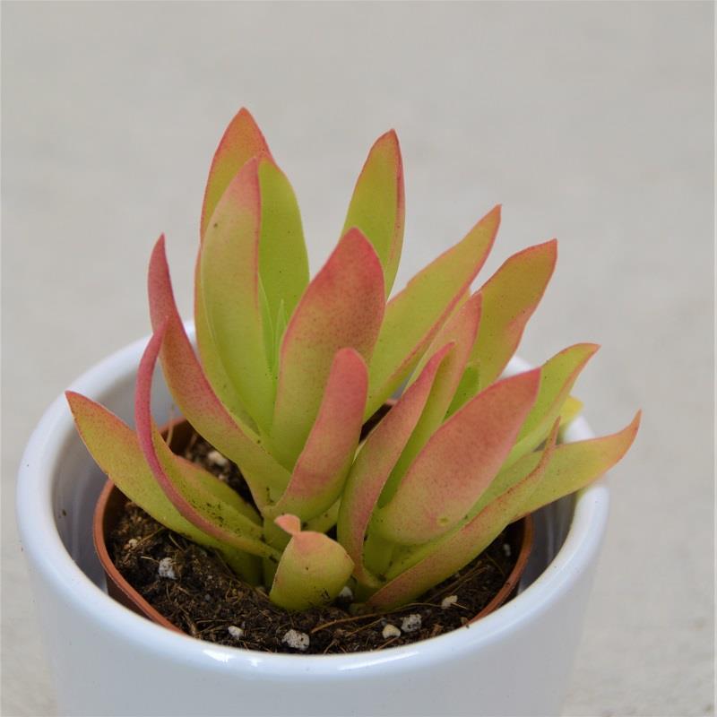 Crassula capitella Campfire - 5.5cm