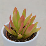 Crassula capitella Campfire - 5.5cm